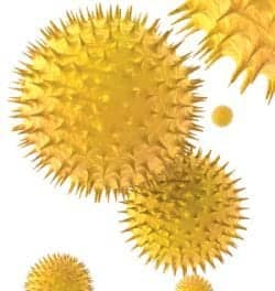Aversion to Innaccuracy in Allergy Testing