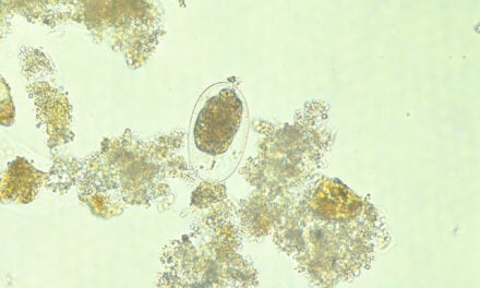 Shaping the Future of Diagnostic Parasitology: A Roundtable Discussion